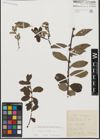 Foto von Salix aurita L.